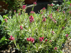 Antennaria dioica 'rosea'